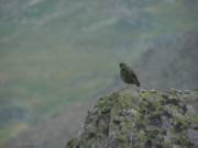 oiseau a identifier 